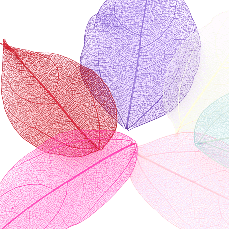 Ensemble de Feuilles Séchées (Squelette) 60pcs
