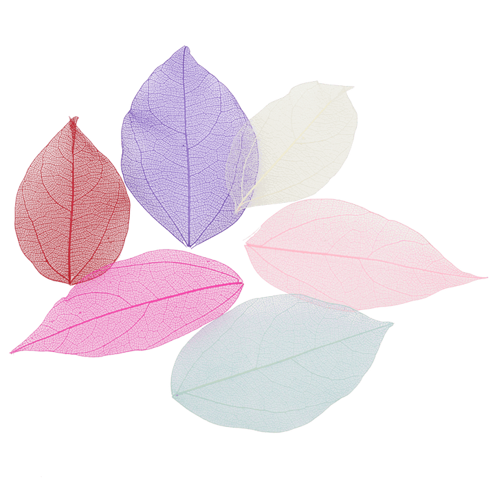 Nail Art Coloured Skeleton Leaves 60pcs